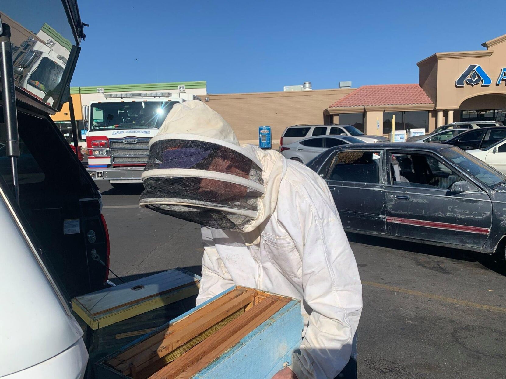 A man returned from shopping and found 15,000 bees in his car